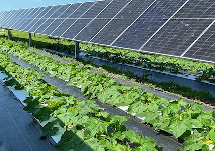 solar panels are shown above flourishing crops