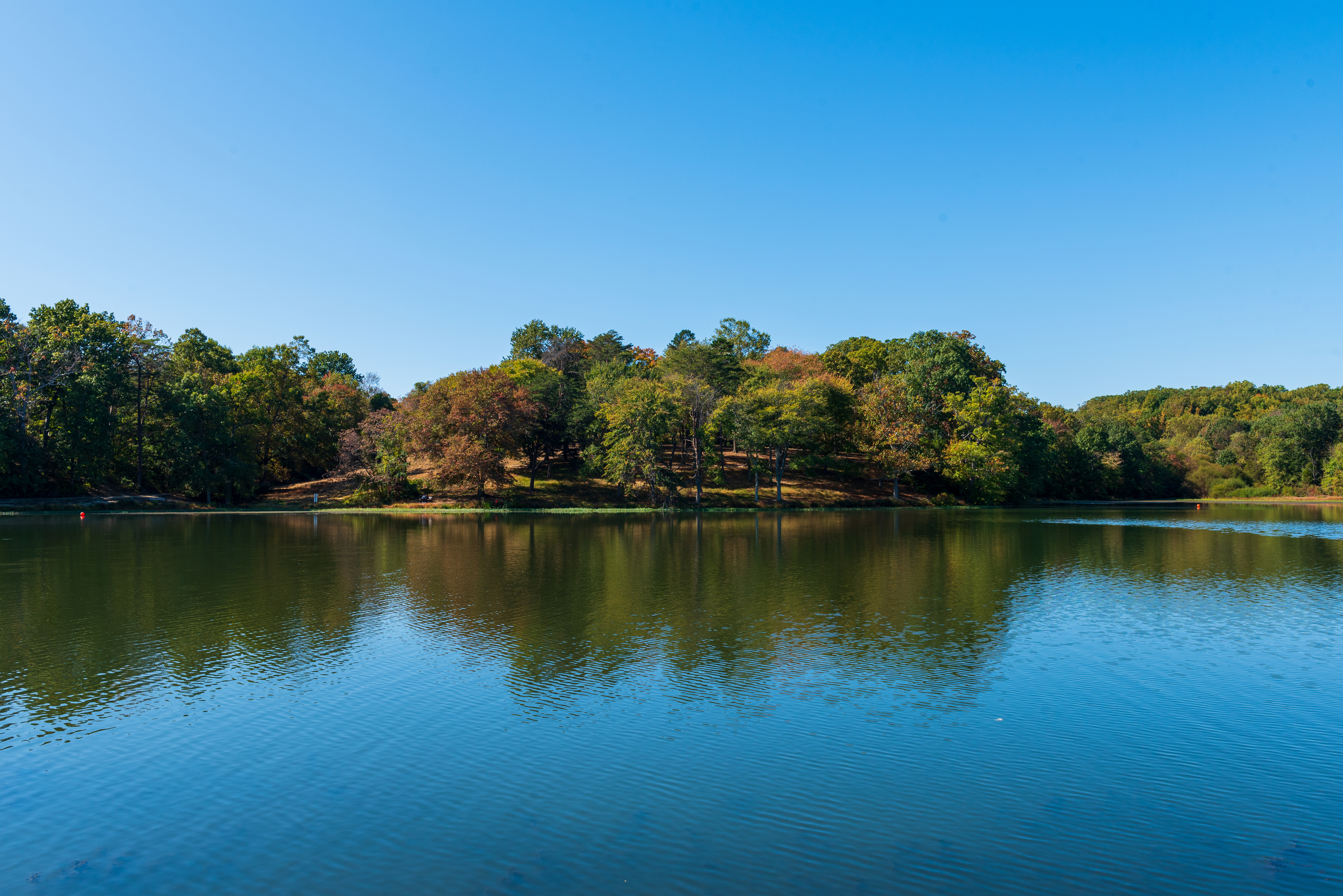 The trees are turning colors in Lake Fairfax park with the treeline reflected in the calm water